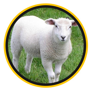 Натуральная овечья шерсть
